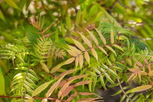 Sorbaria sorbifolia Sem  -S- 3L 30-  40