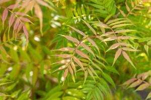 Sorbaria sorbifolia Sem  -S- 3L 30-  40