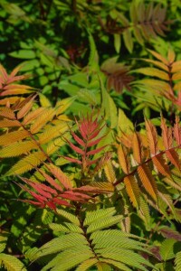 Sorbaria sorbifolia Sem  -S- 3L 30-  40