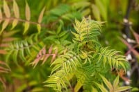 Sorbaria sorbifolia Sem  -S- 3L 30-  40