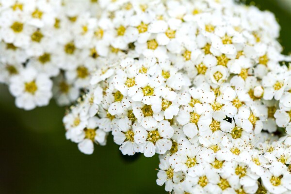 Spiraea arguta 9 cm Topf - Größe nach Saison