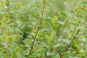 Spiraea arguta 9 cm Topf - Größe nach Saison