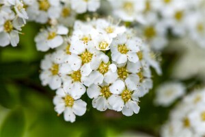 Spiraea arguta 9 cm Topf - Größe nach Saison