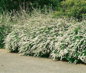 Spiraea arguta 9 cm Topf - Größe nach Saison