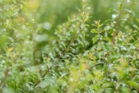 Spiraea arguta 9 cm Topf - Größe nach Saison