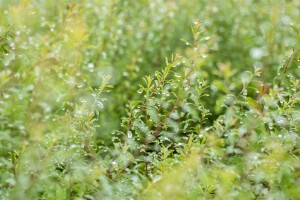 Spiraea arguta C3 40-  60