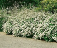 Spiraea arguta kräftig 3xv mB 150- 175 cm