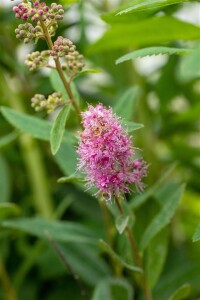 Spiraea billardii Triumphans C 5 60- 100