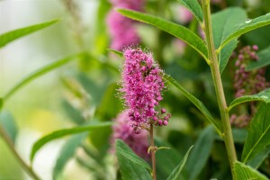 Spiraea billardii Triumphans C 5 60- 100