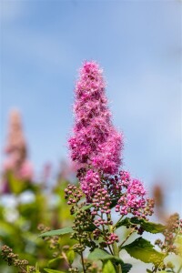 Spiraea billardii Triumphans C 5 60- 100