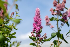 Spiraea billardii Triumphans C 5 60- 100