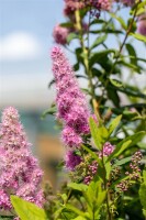 Spiraea billardii Triumphans C 5 60- 100