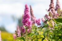 Spiraea billardii Triumphans C 5 60- 100