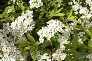 Spiraea cinerea Grefsheim 125- 150 cm