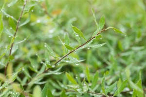 Spiraea cinerea Grefsheim 125- 150 cm