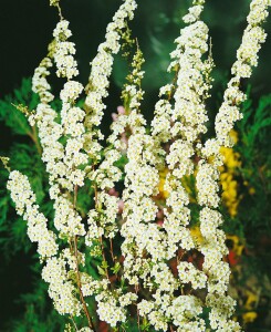 Spiraea cinerea Grefsheim 125- 150 cm