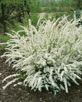 Spiraea cinerea Grefsheim 125- 150 cm