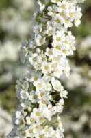 Spiraea cinerea Grefsheim 125- 150 cm