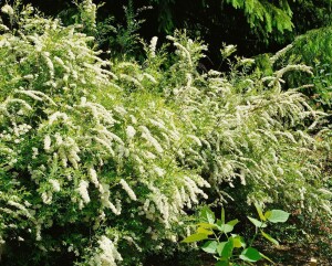 Spiraea cinerea Grefsheim 60- 100 cm