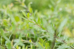 Spiraea cinerea Grefsheim 60- 100 cm