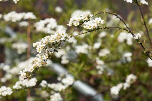 Spiraea cinerea Grefsheim 60- 100 cm