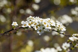 Spiraea cinerea Grefsheim 60- 100 cm