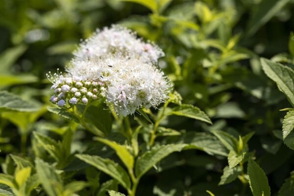 Spiraea japonica Albiflora 9 cm Topf - Größe nach Saison 15-  20