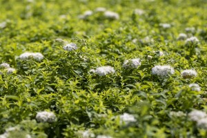 Spiraea japonica Albiflora 9 cm Topf - Größe nach Saison 15-  20