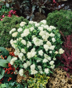 Spiraea japonica Albiflora 9 cm Topf - Größe nach Saison 15-  20