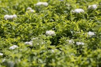 Spiraea japonica Albiflora 9 cm Topf - Größe nach Saison 15-  20