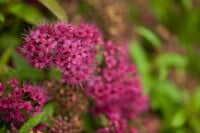 Spiraea japonica Anthony Waterer 40-  60