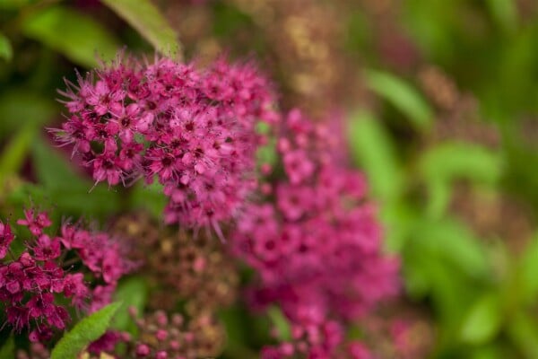 Spiraea japonica Anthony Waterer 9 cm Topf - Größe nach Saison 15-  20