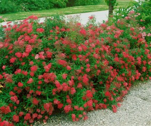 Spiraea japonica Anthony Waterer 9 cm Topf - Größe nach Saison 15-  20