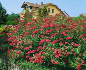 Spiraea japonica Anthony Waterer 9 cm Topf - Größe nach Saison 15-  20