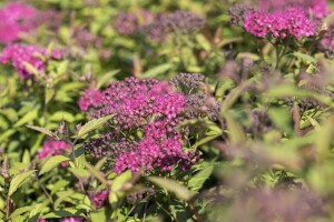 Spiraea japonica Anthony Waterer 9 cm Topf - Größe nach Saison 15-  20