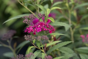 Spiraea japonica Anthony Waterer 9 cm Topf - Größe nach Saison 15-  20