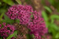 Spiraea japonica Anthony Waterer 9 cm Topf - Größe nach Saison 15-  20