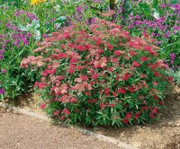 Spiraea japonica Anthony Waterer 9 cm Topf - Größe nach Saison 15-  20