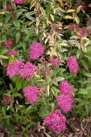 Spiraea japonica Anthony Waterer 9 cm Topf - Größe nach Saison 15-  20