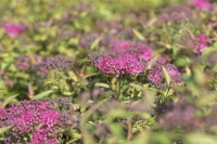 Spiraea japonica Anthony Waterer 9 cm Topf - Größe nach Saison 15-  20