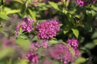 Spiraea japonica Anthony Waterer 9 cm Topf - Größe nach Saison 15-  20