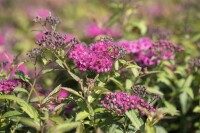 Spiraea japonica Anthony Waterer 9 cm Topf - Größe nach Saison 15-  20