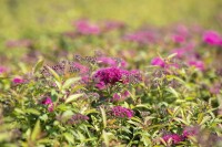 Spiraea japonica Anthony Waterer 30- 40 cm