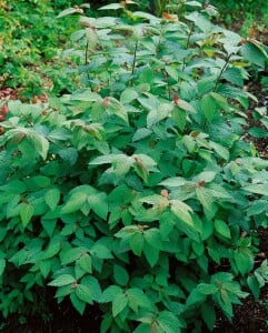 Spiraea japonica Froebelii C3 40- 60