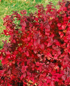 Spiraea japonica Froebelii C3 40- 60