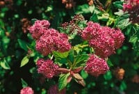 Spiraea japonica Froebelii C3 40- 60