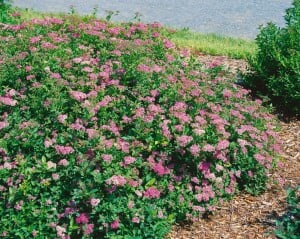 Spiraea japonica Little Princess 30- 40 cm