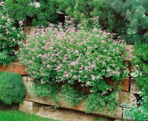 Spiraea japonica Little Princess 30- 40 cm