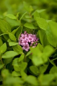 Spiraea japonica Little Princess 30- 40 cm