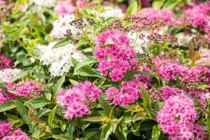 Spiraea japonica Little Princess 30- 40 cm